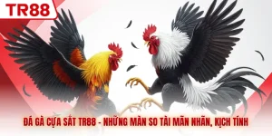 Đá gà Cựa Sắt TR88 - Những Màn So Tài Mãn Nhãn, Kịch Tính