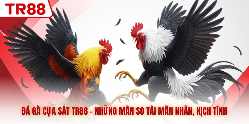 Đá gà Cựa Sắt TR88 - Những Màn So Tài Mãn Nhãn, Kịch Tính